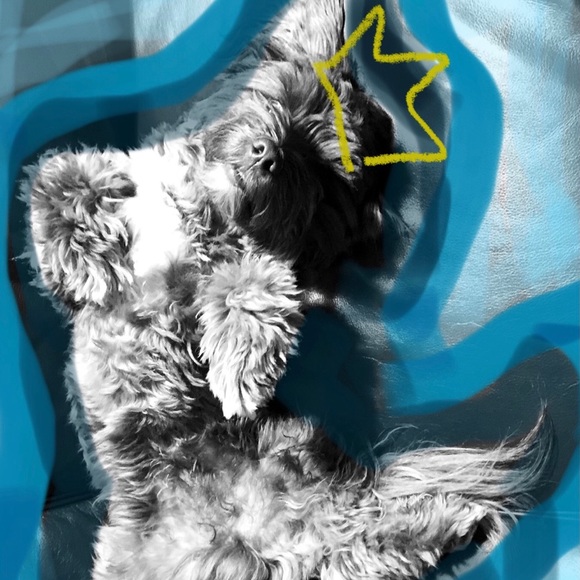 scrappypinto